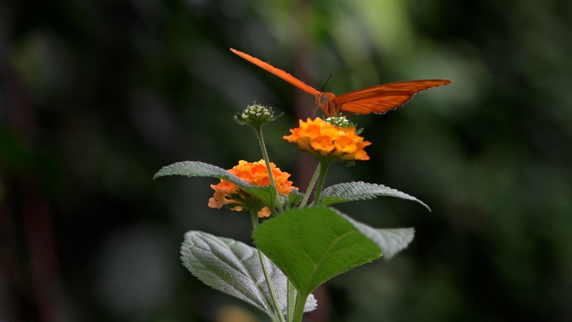 Lerne-mehr-über-Schmetterlinge-Tag