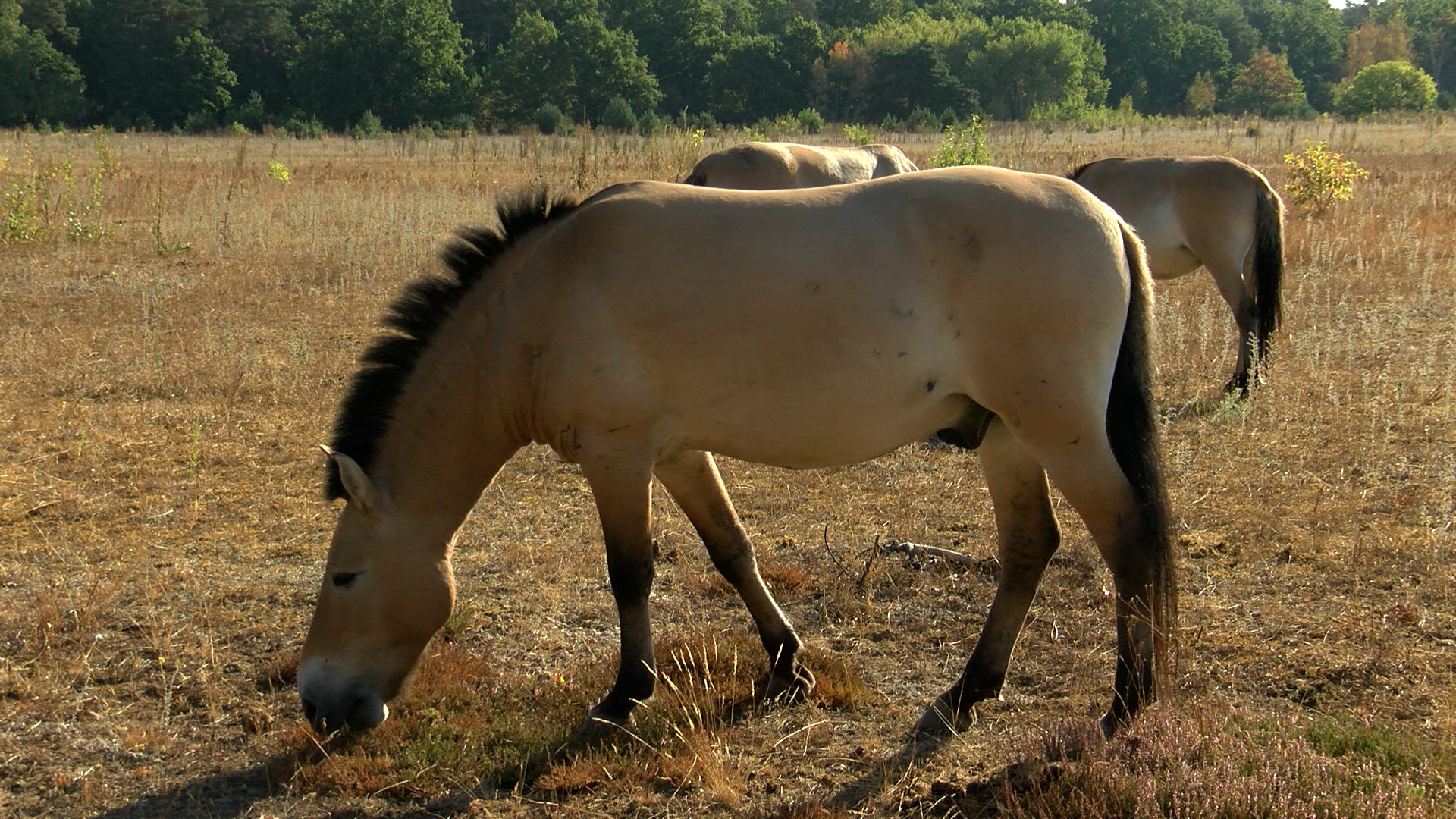 Tierische Geschichten: Przewalski-Pferde