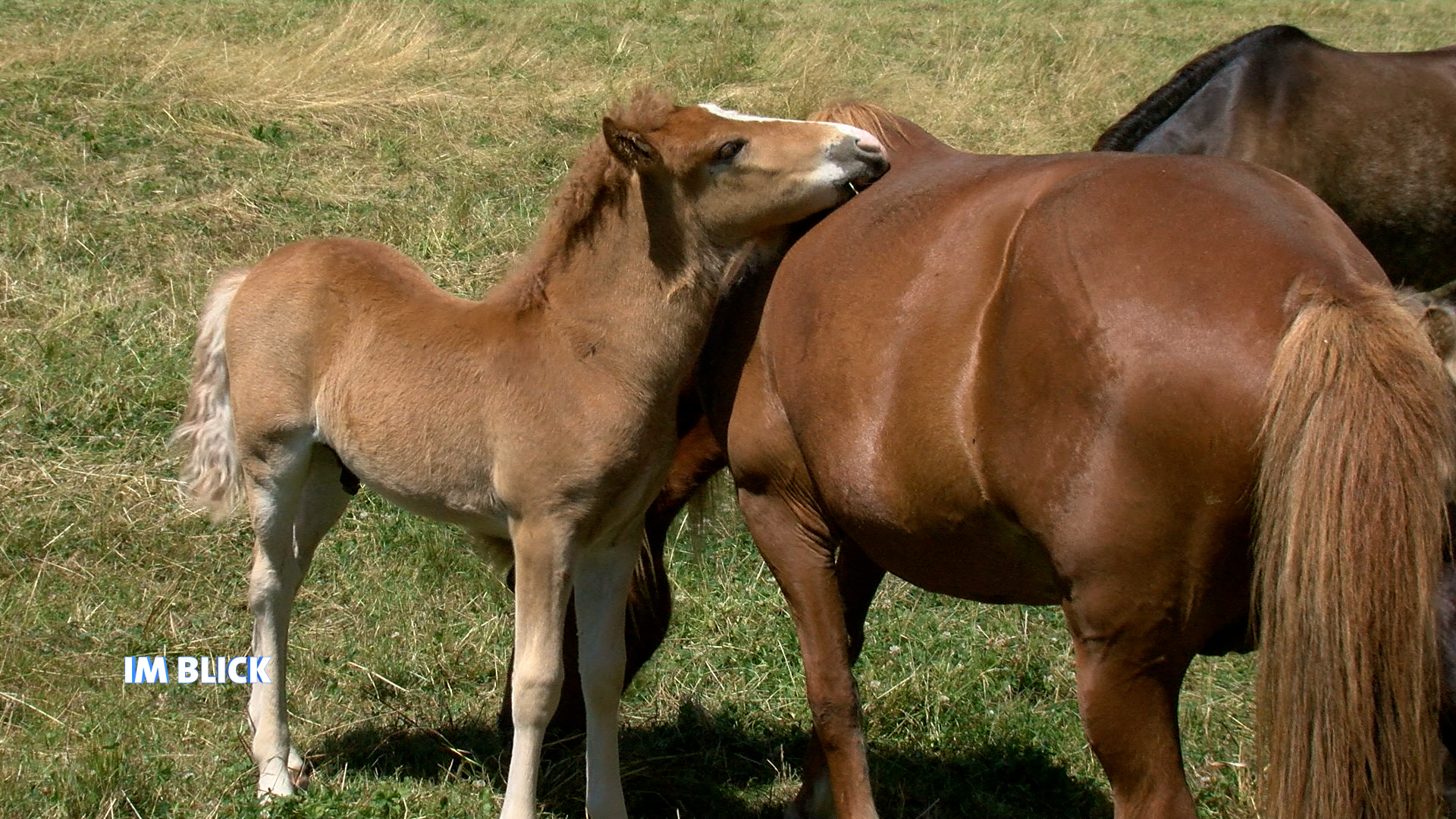 Tierische Geschichten: Island Pferde